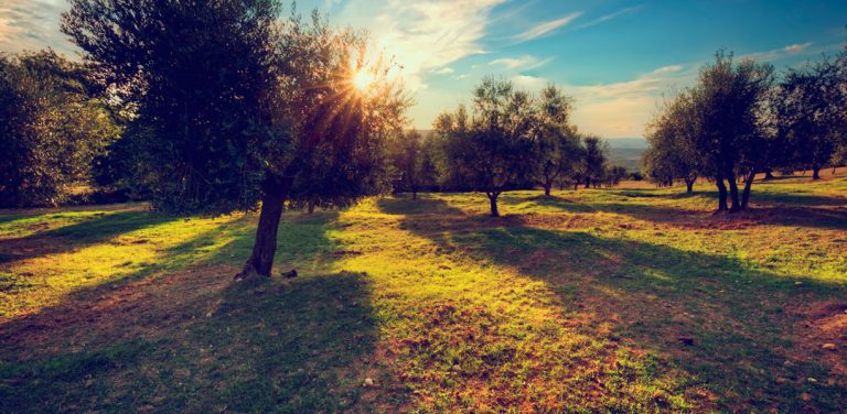 Lee más sobre el artículo ¿Cómo influye el clima en el aceite de oliva? ¿El terreno afecta también?