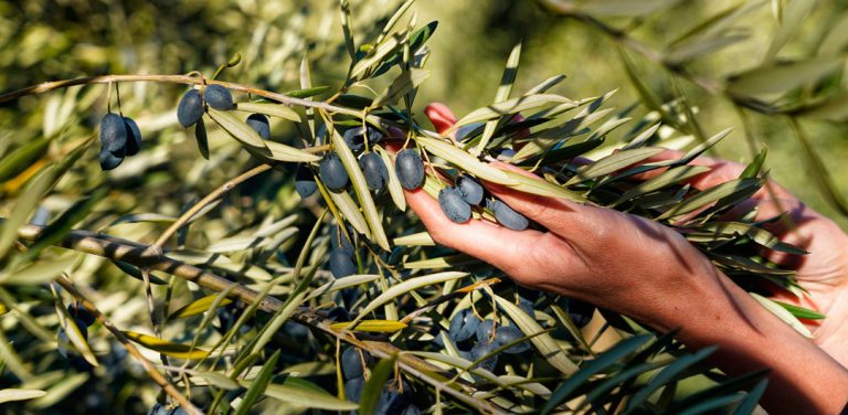 Lee más sobre el artículo Recogida del olivar tradicional: ¿cómo es este sistema?