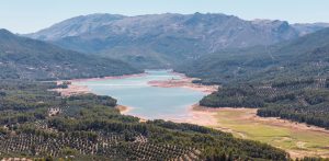 ¿Cuál es el estado del cultivo de olivo en Andalucía en 2022 y cuán importante es para España?