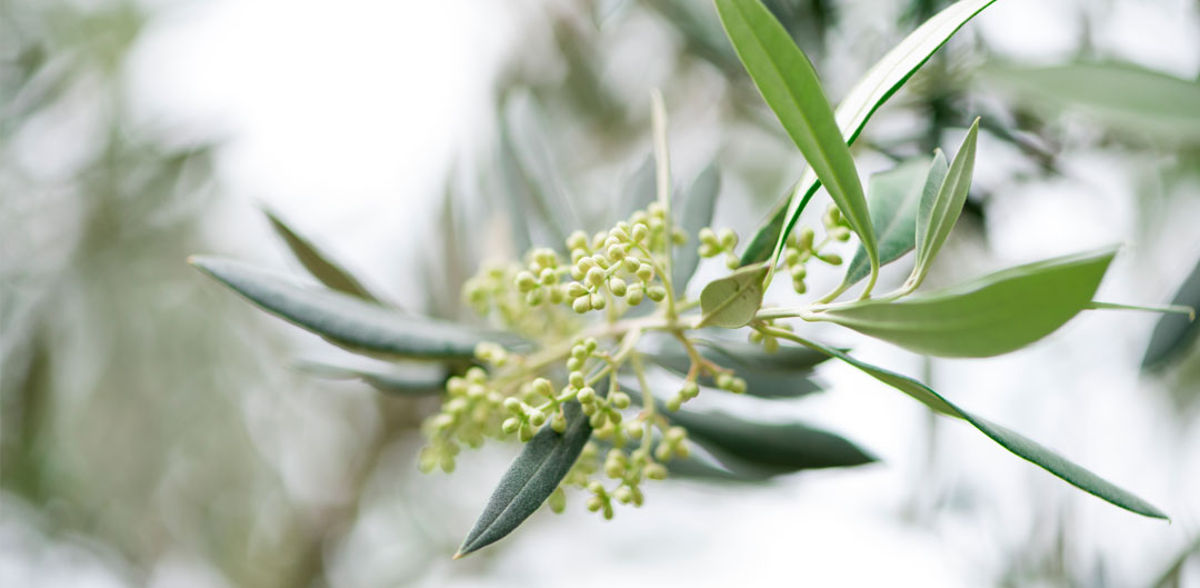 Lee más sobre el artículo La flor o trama del olivo: ¿por qué es tan importante para la cosecha y recogida?